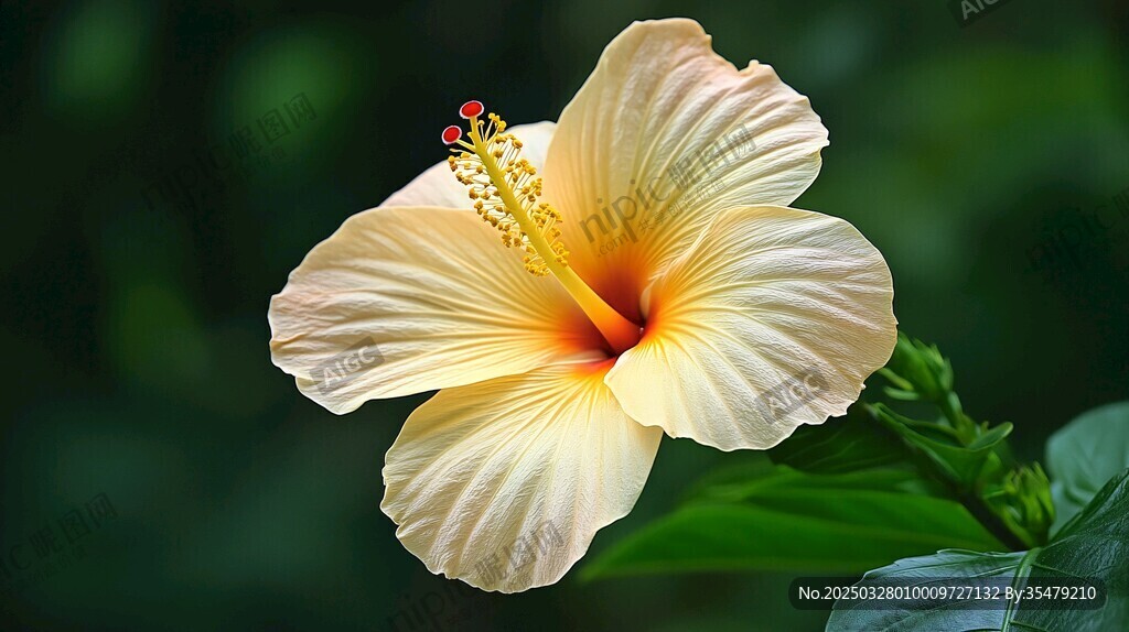 淡黃木槿花特寫
