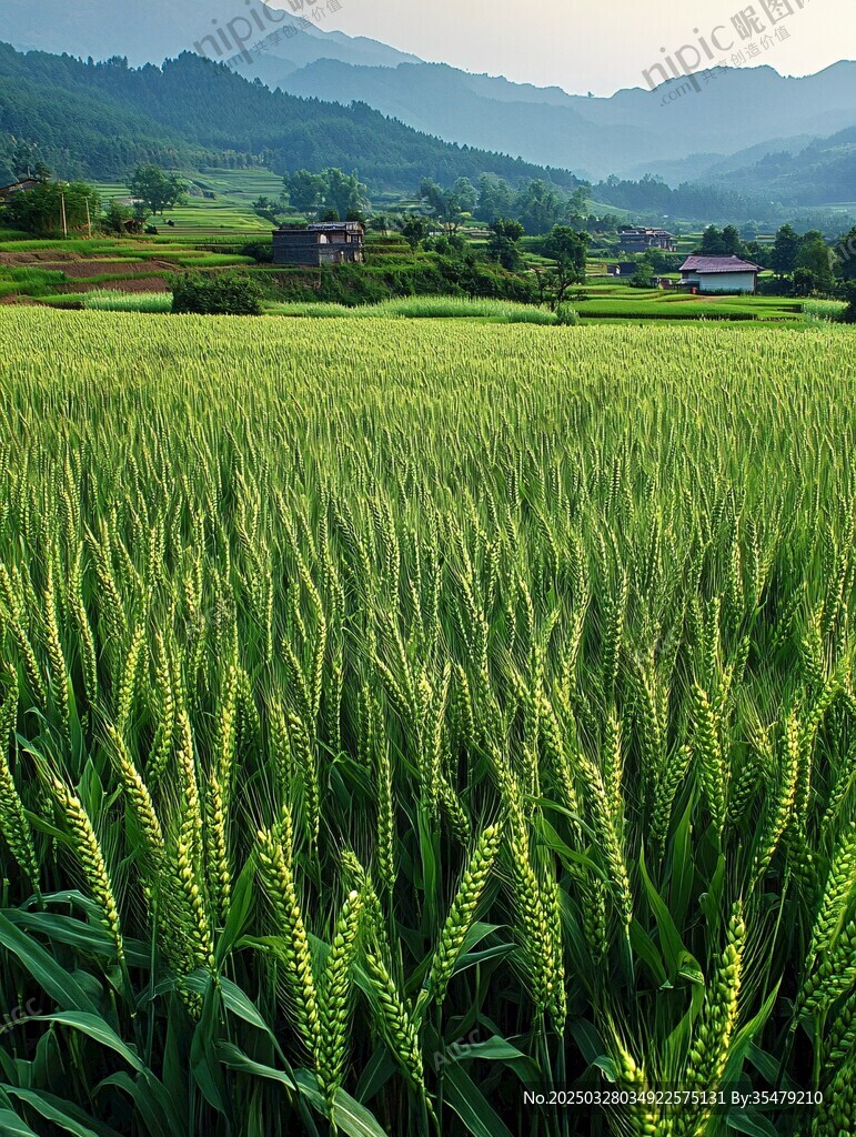 田野麥浪中的鄉(xiāng)村風(fēng)光