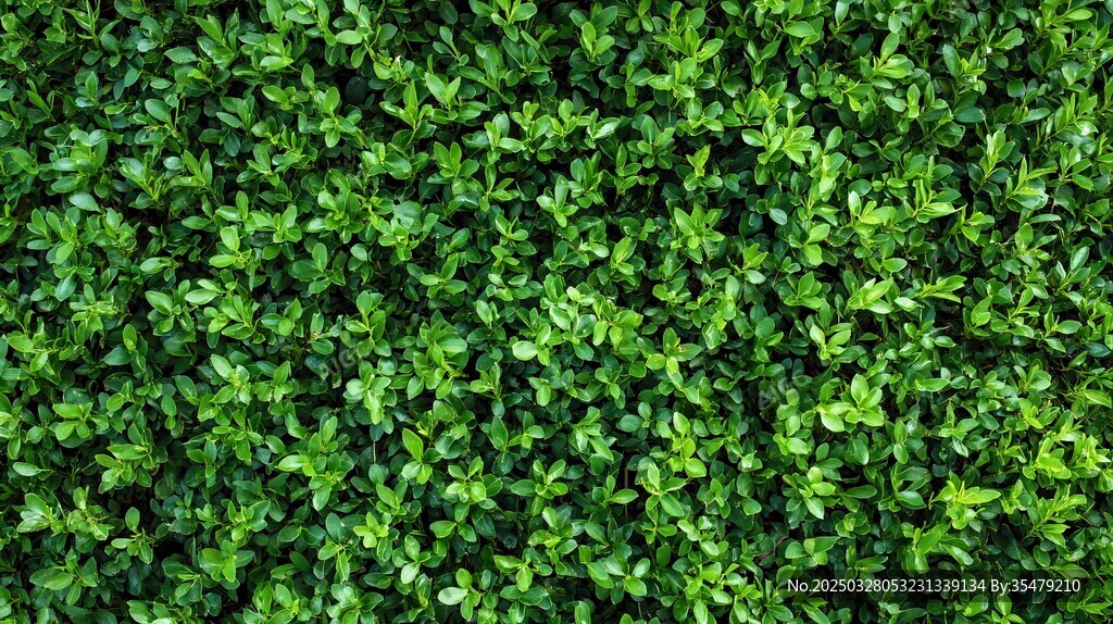 翠綠繁茂的植物墻景觀