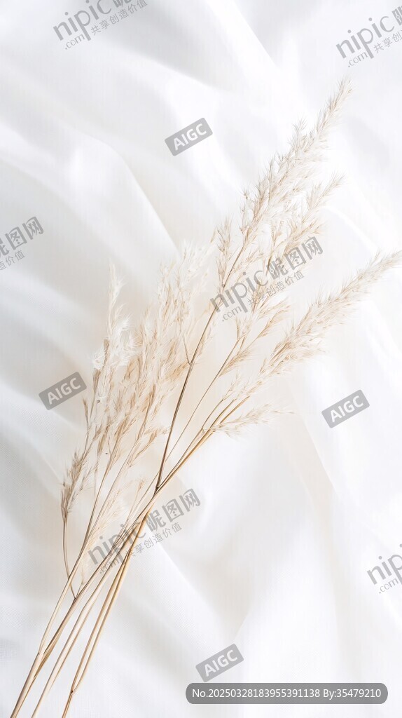 白色背景上的輕盈干花
