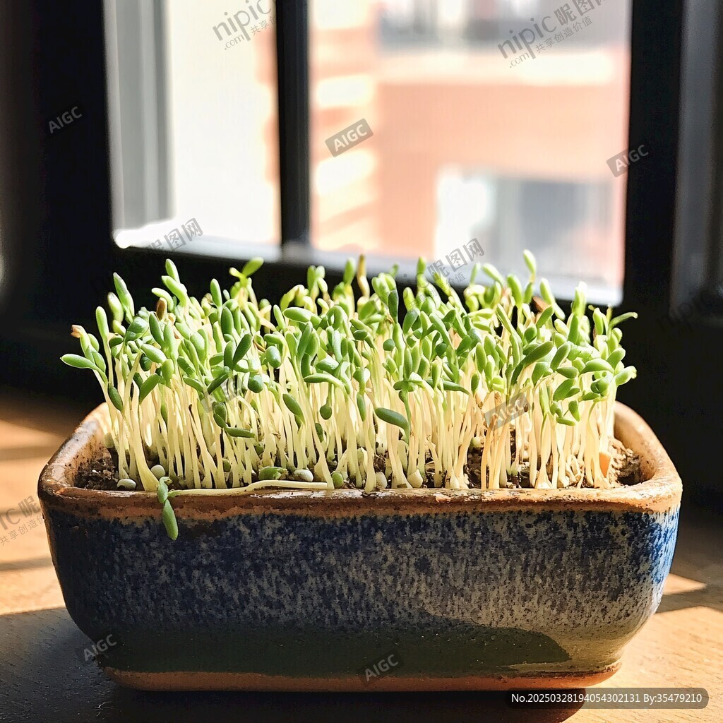 窗臺上的翠綠豆芽盆栽