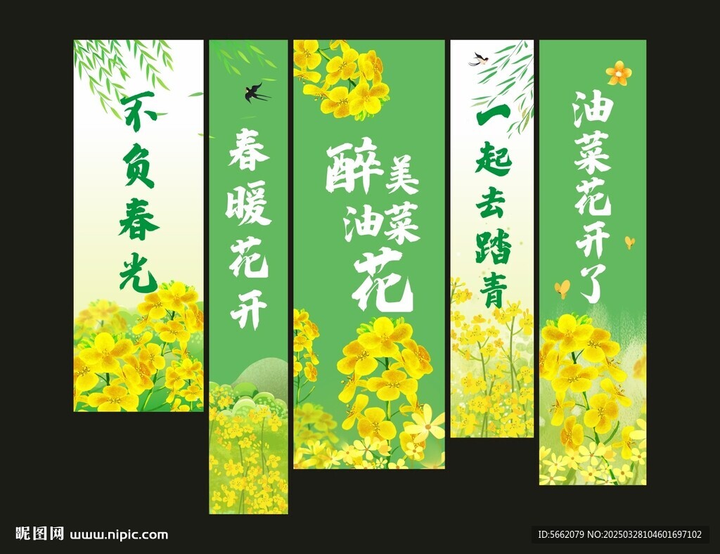 油菜花
