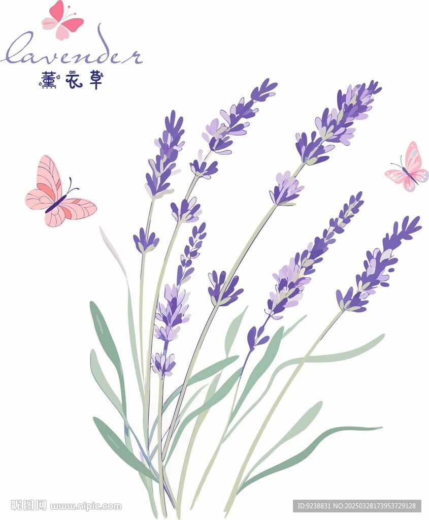 薰衣草