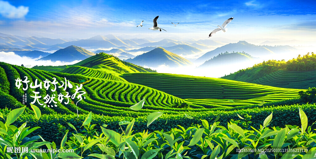 茶園