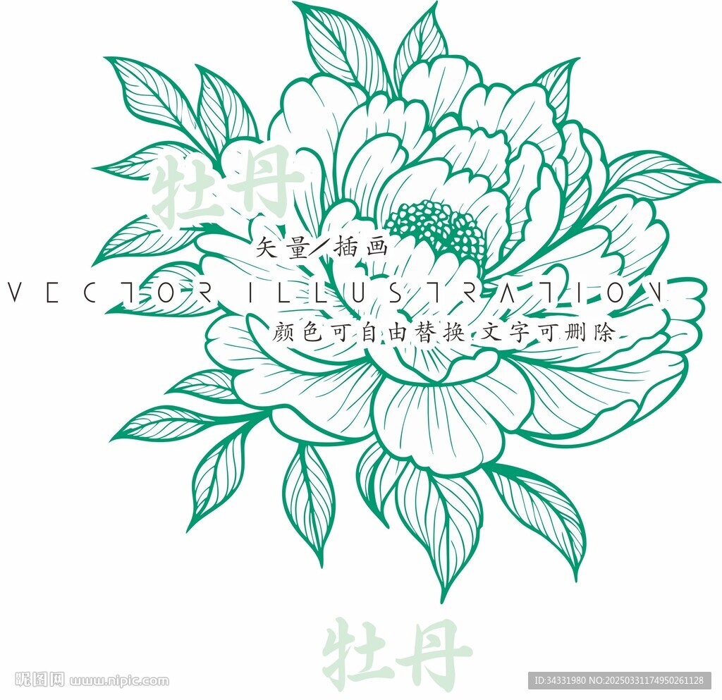 牡丹