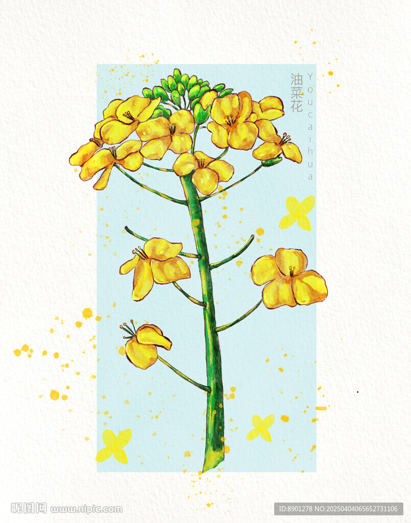 油菜花