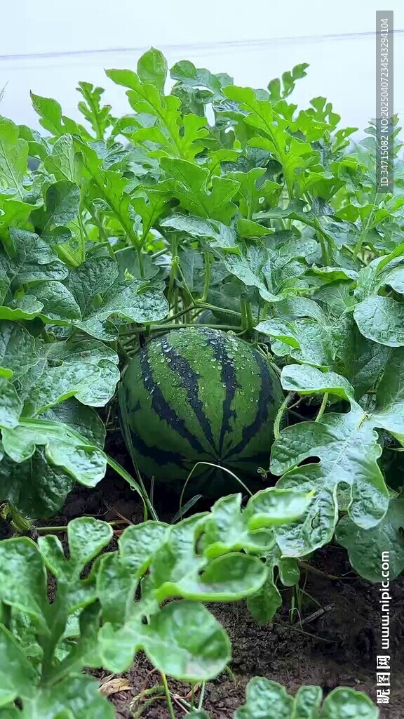 綠色中的西瓜
