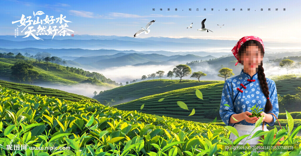 采茶