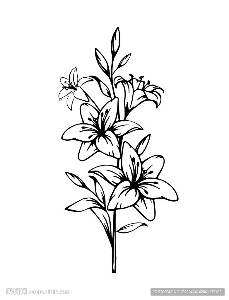 百合花矢量圖