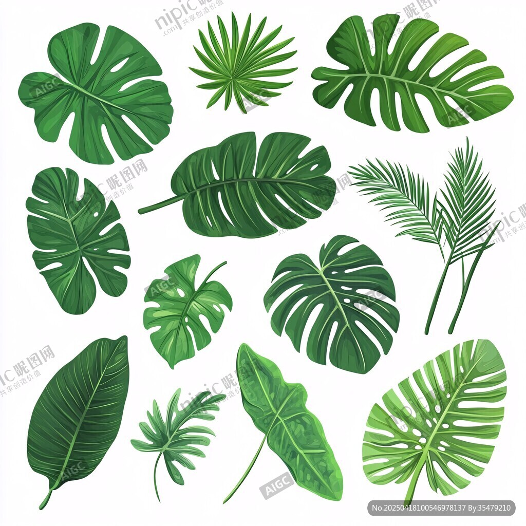 熱帶綠植葉片素材圖