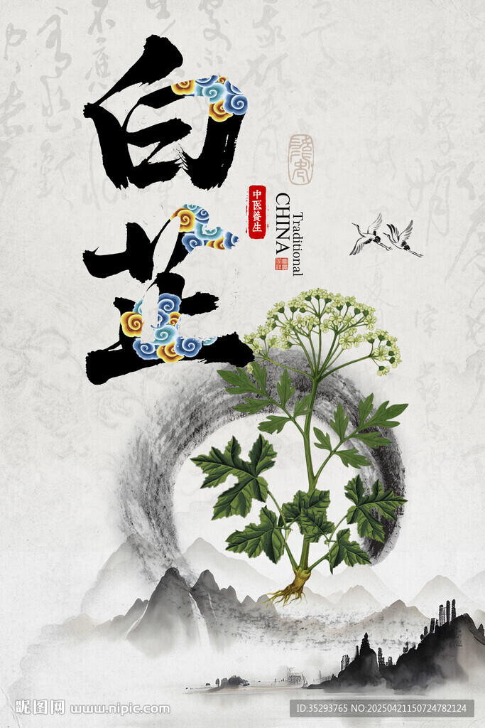 白芷