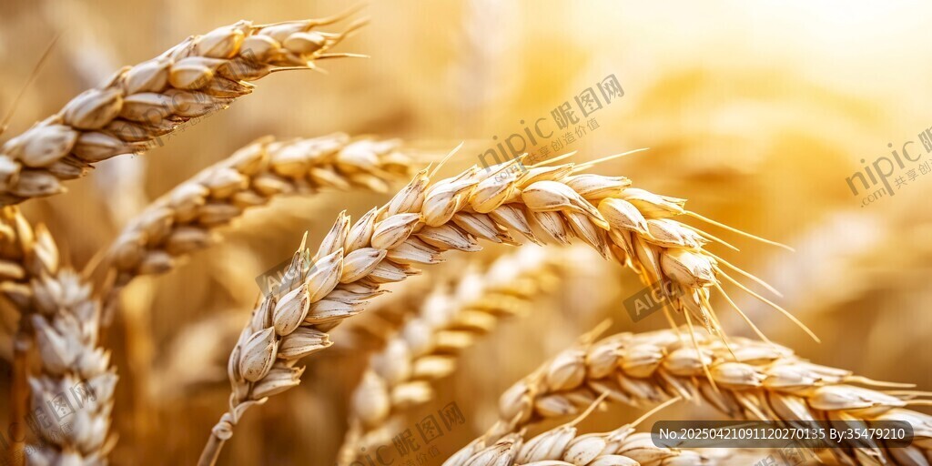 金黃麥穗展現(xiàn)豐收之美