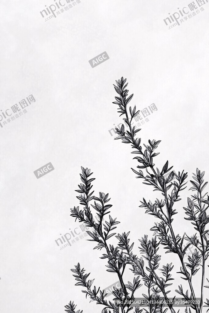 黑白植物枝丫特寫(xiě)