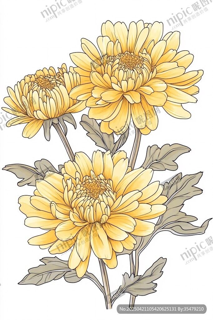 三朵黃色菊花插畫