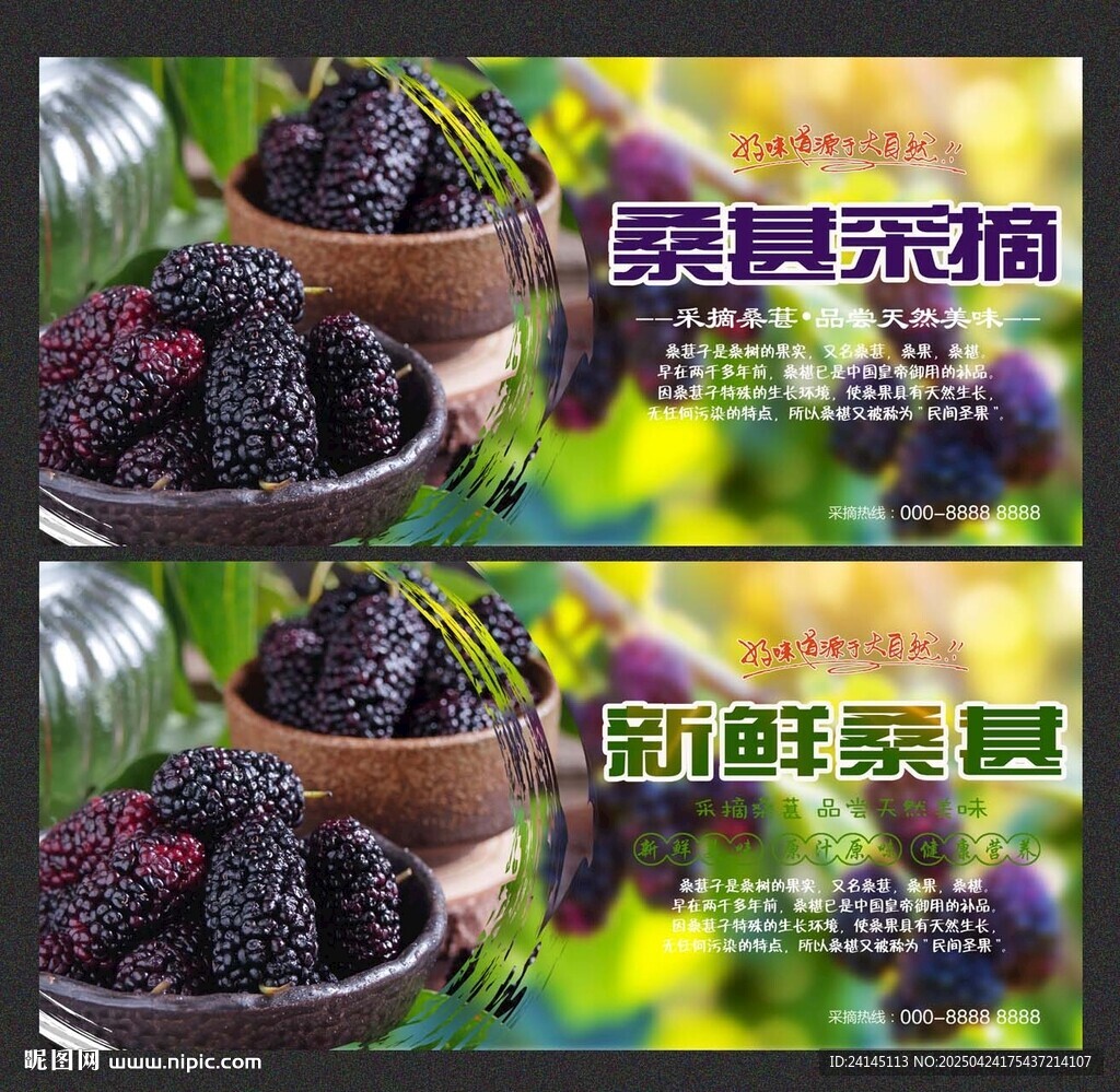 桑葚