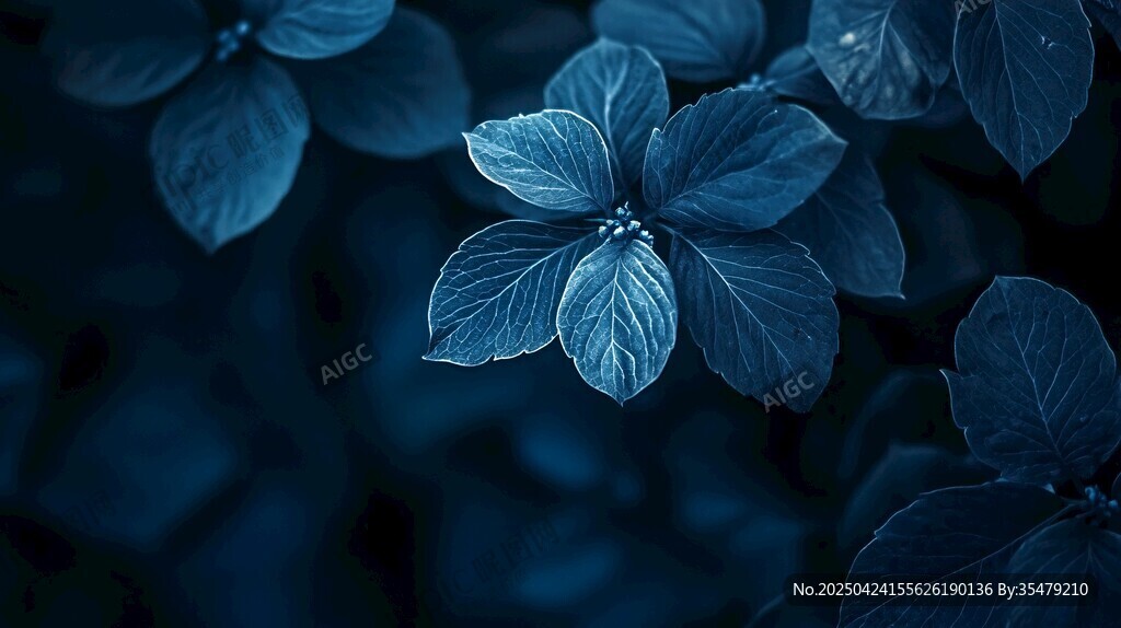 幽藍(lán)花朵的靜謐之美