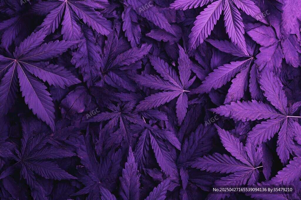 紫色大麻葉紋理背景圖