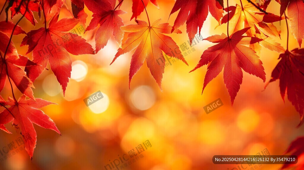 秋日紅楓 光影交織的絢爛