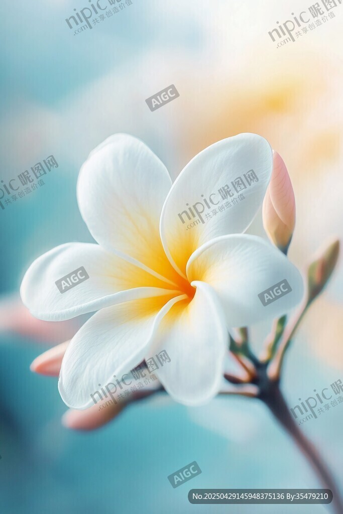 清新雞蛋花特寫
