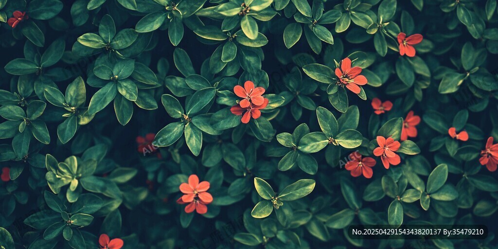 綠葉間的艷紅小花