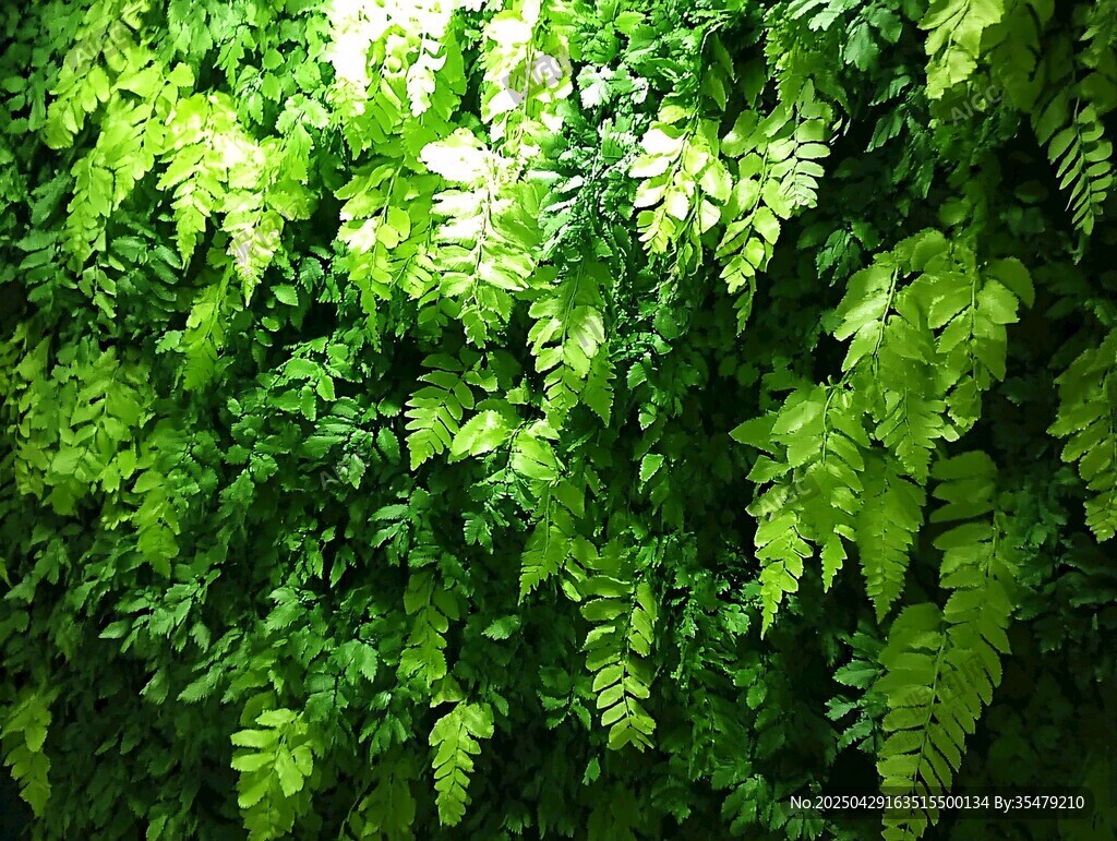 翠綠蕨類植物墻的生機(jī)