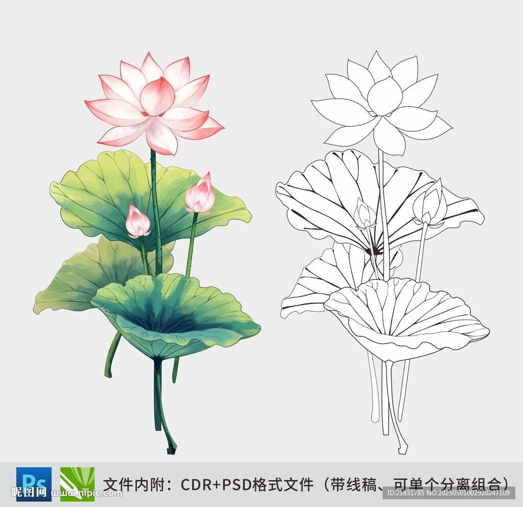 荷花手繪