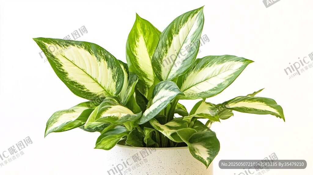 白邊綠植盆栽 清新自然風(fēng)
