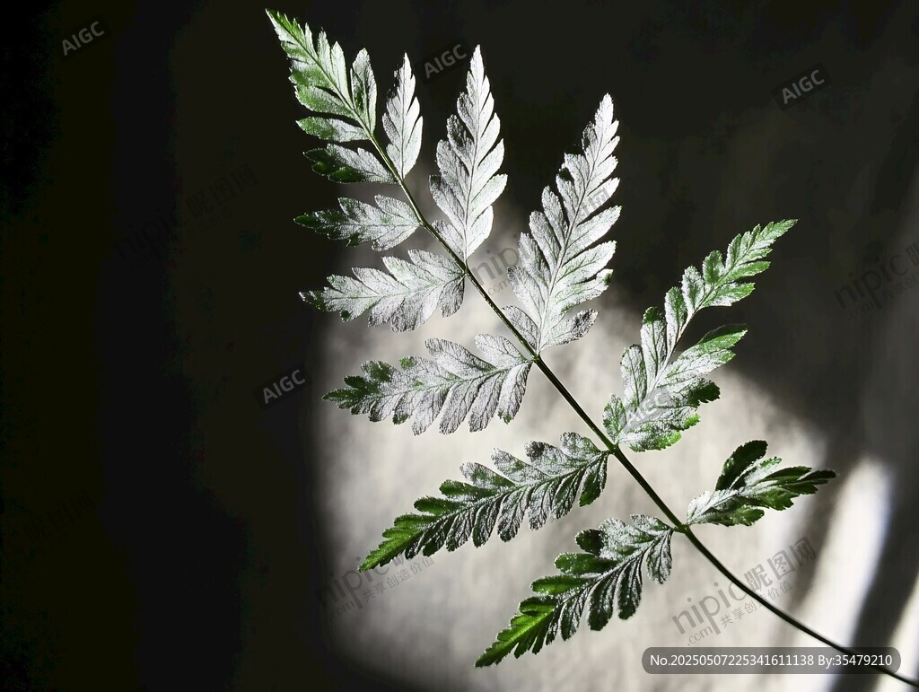 透明蕨葉的獨特美感