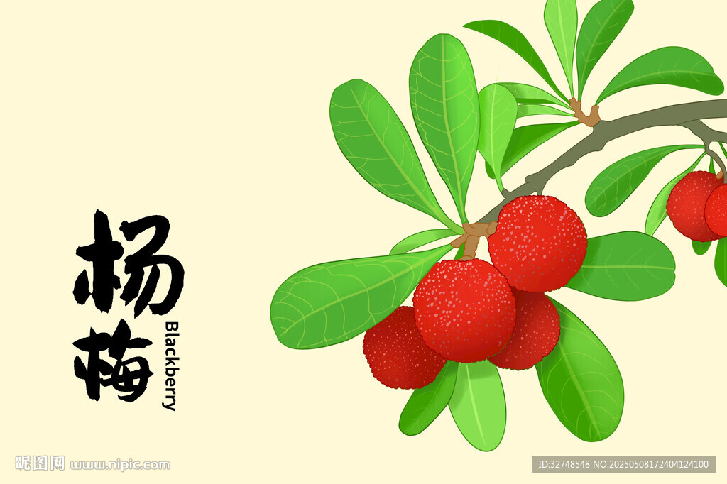 楊梅手繪插畫 水果包裝