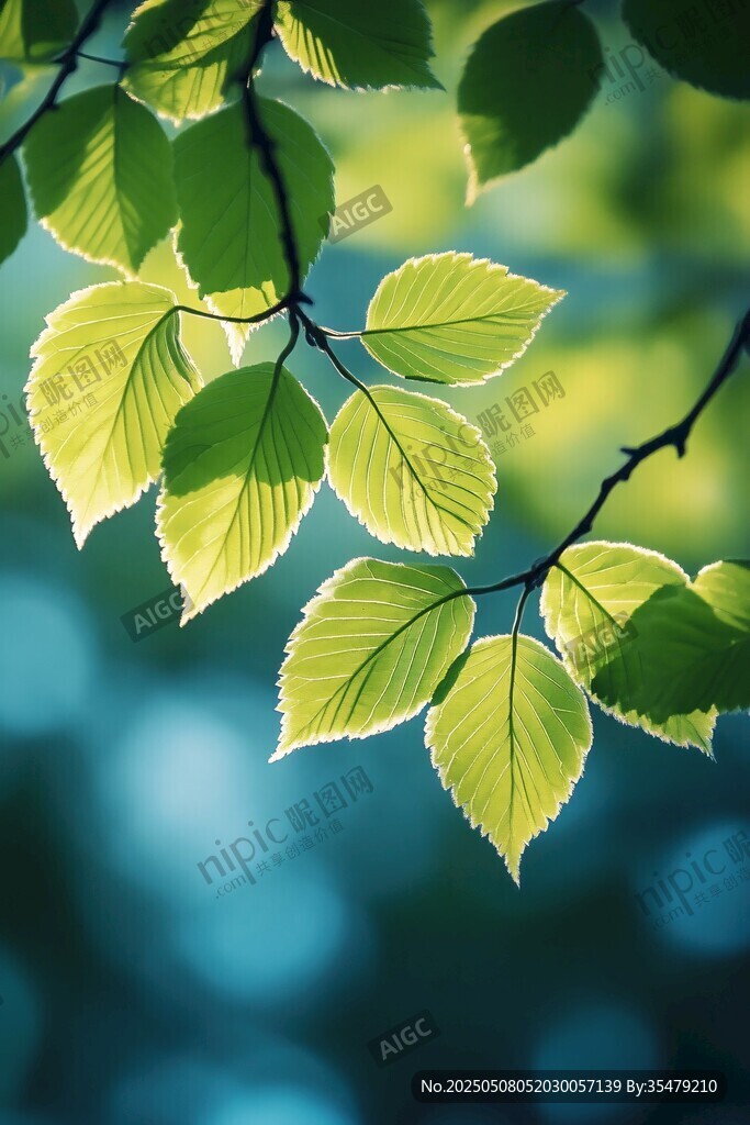 陽光下的嫩綠樹葉