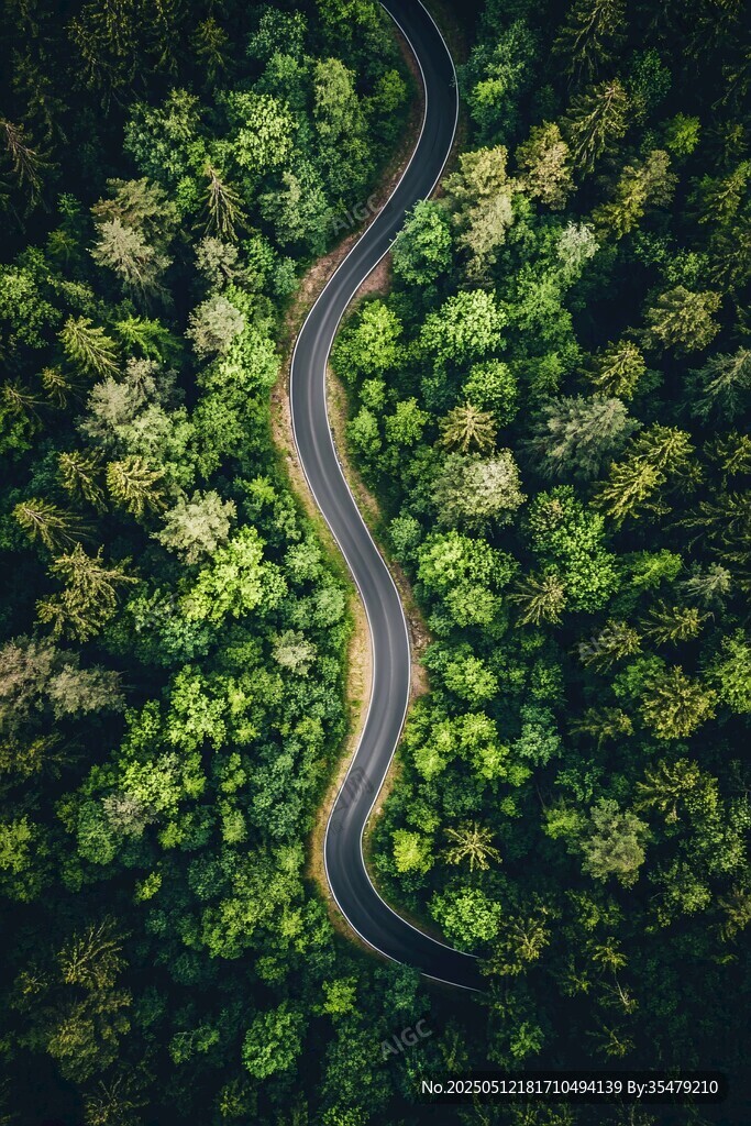 蜿蜒林間路