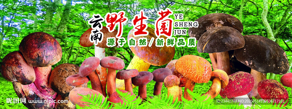 野生菌廣告