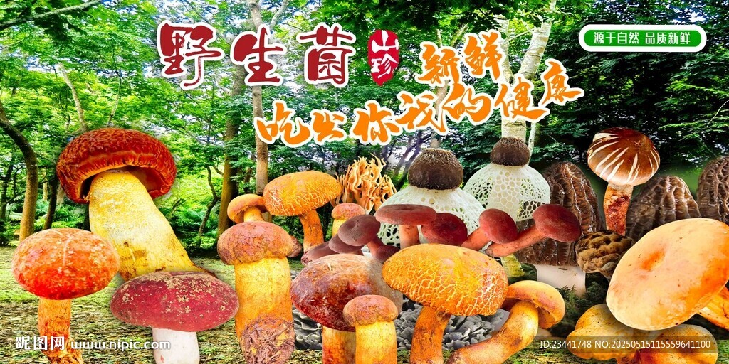 野生菌海報(bào)