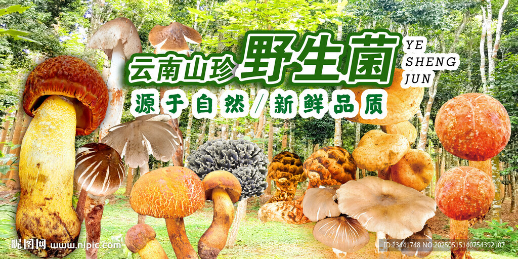 野生菌海報