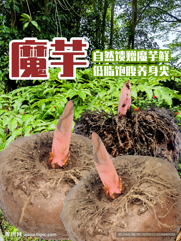  魔芋 