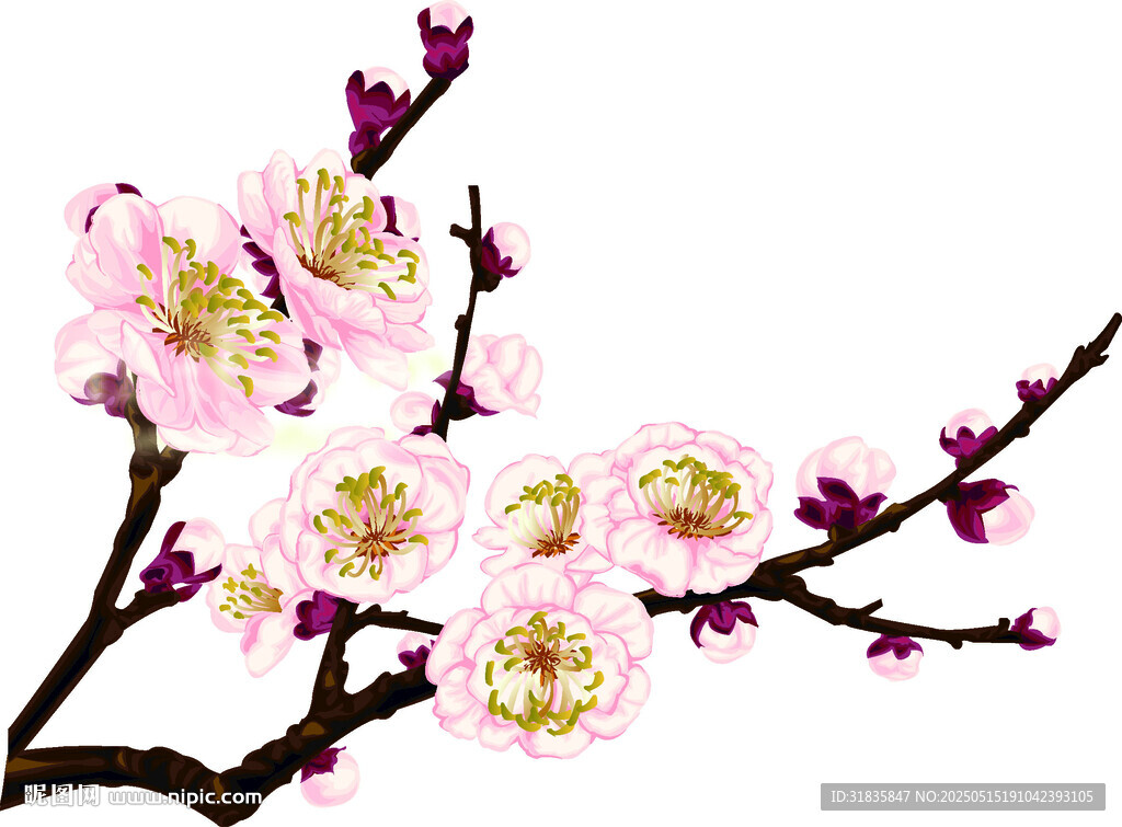 粉色梅花綻放枝頭