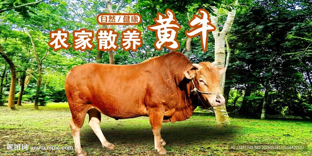 農(nóng)家黃牛