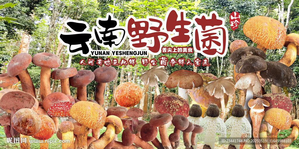 野生菌廣告 