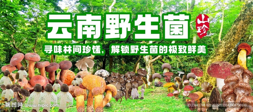 野生菌