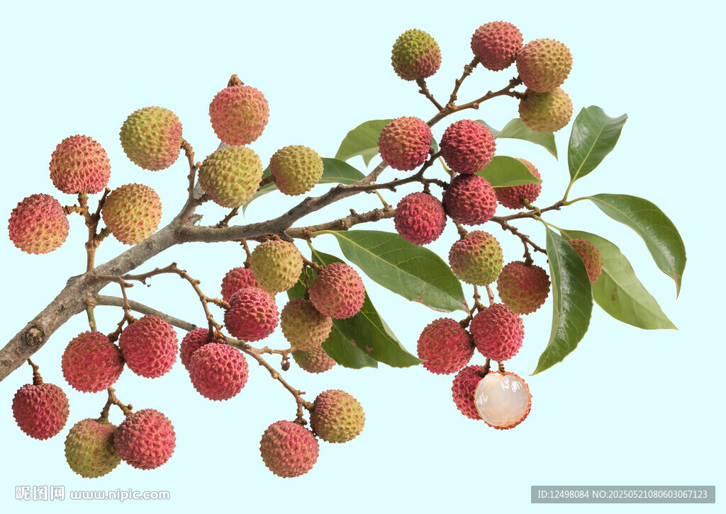 荔枝樹枝