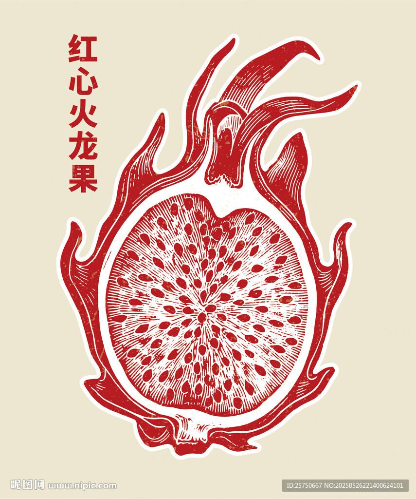 紅心火龍果 插畫 