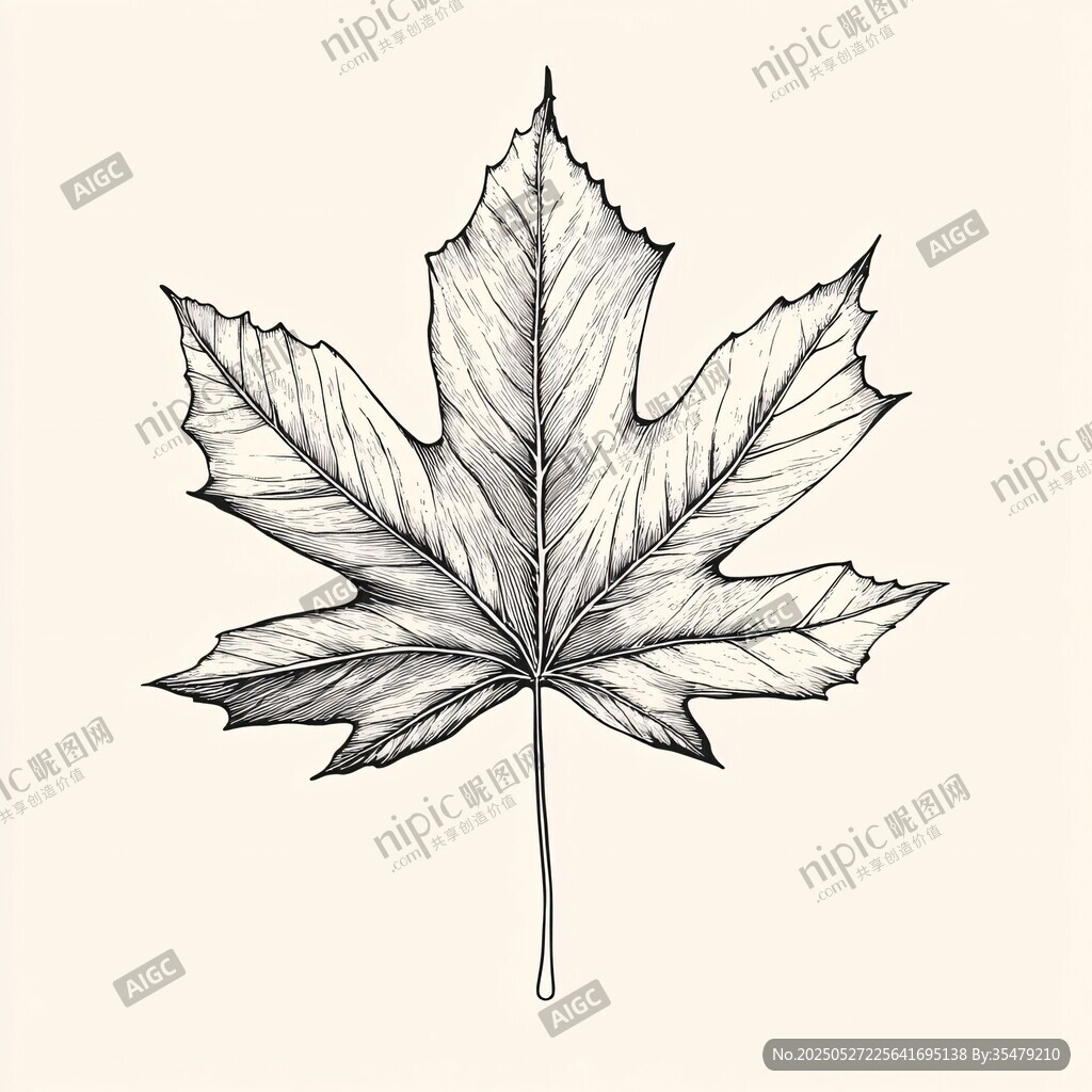 手繪楓葉線條圖