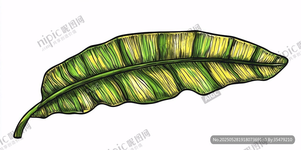手繪綠色芭蕉葉插畫