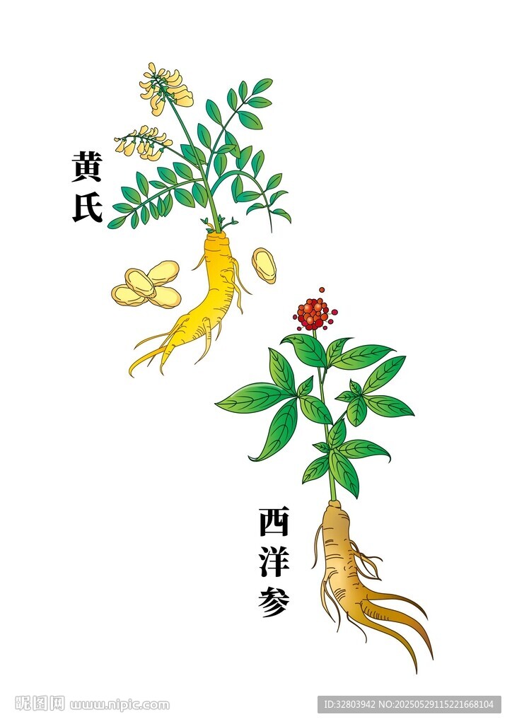 中藥材插畫  黃氏  西洋參