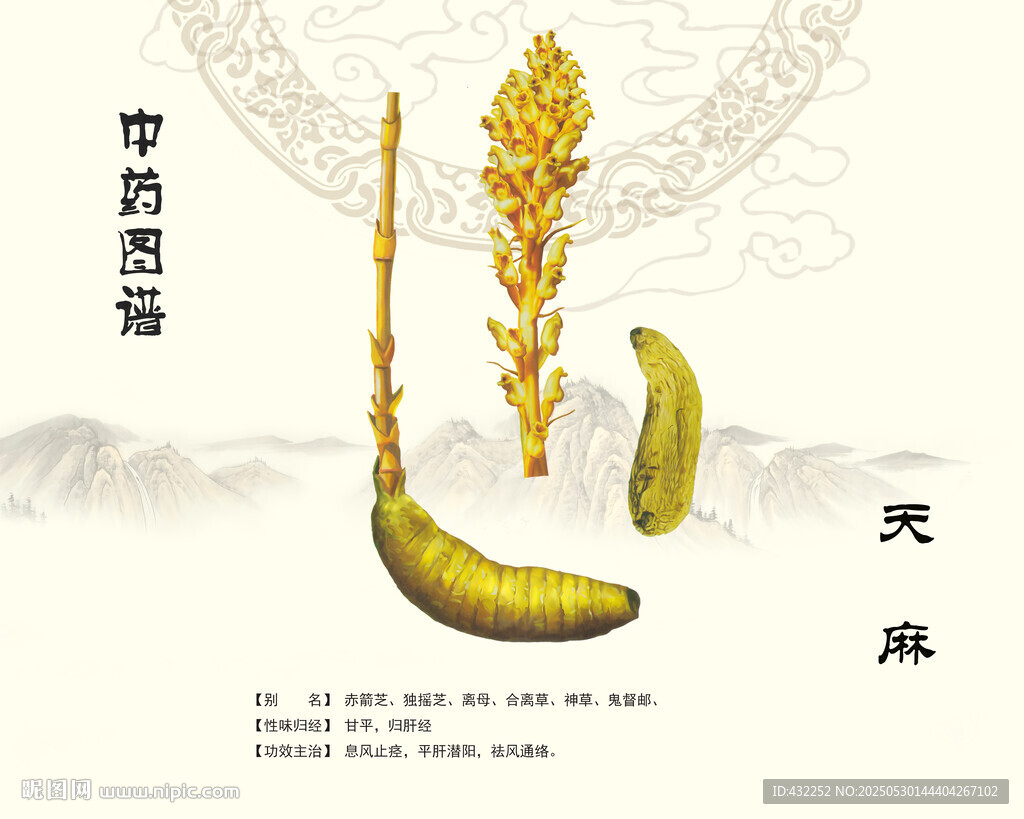天麻中藥材天麻