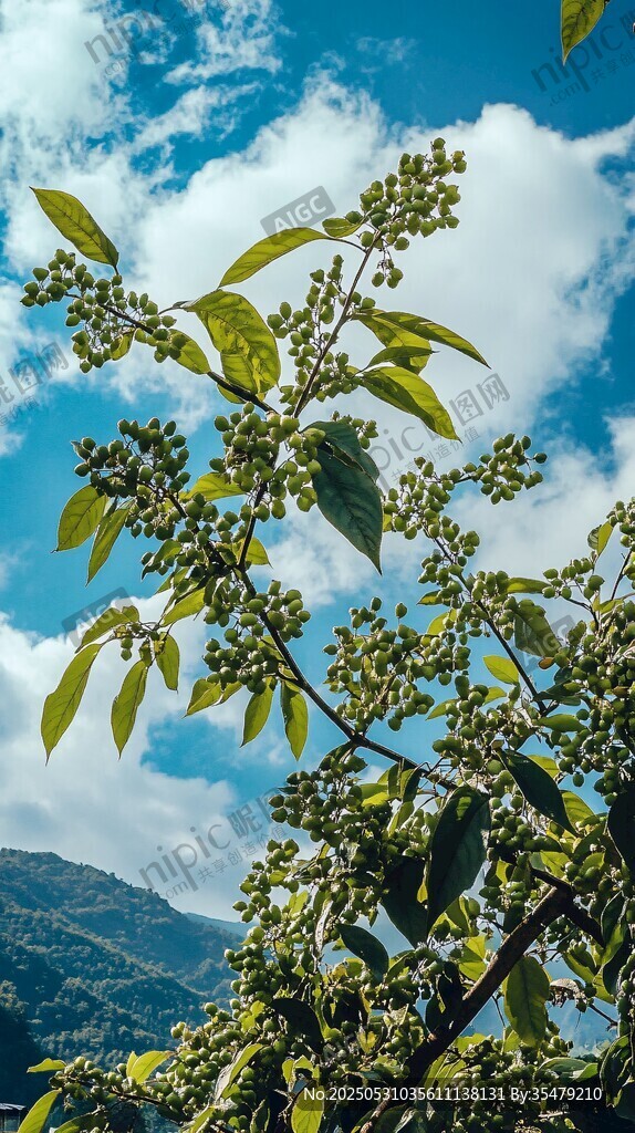藍(lán)天映襯下的繁茂植物枝丫
