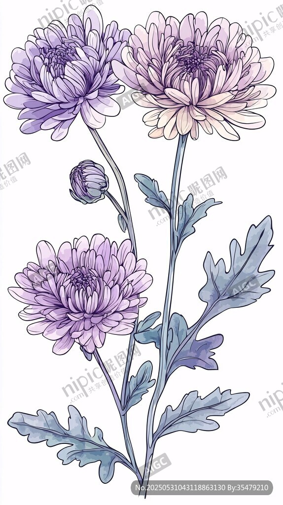 紫色菊花插畫花卉植物圖
