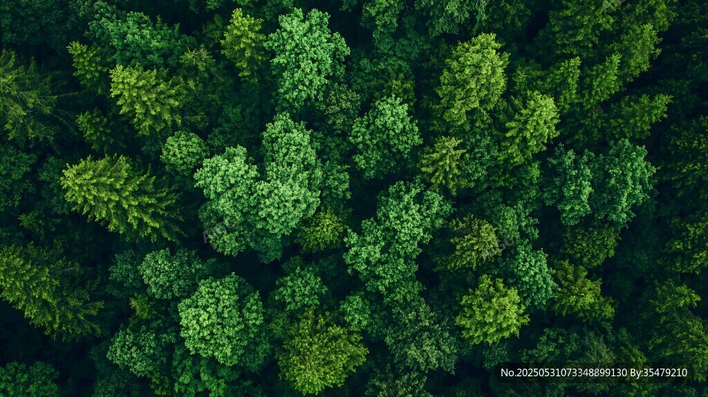 俯瞰蔥郁森林美景