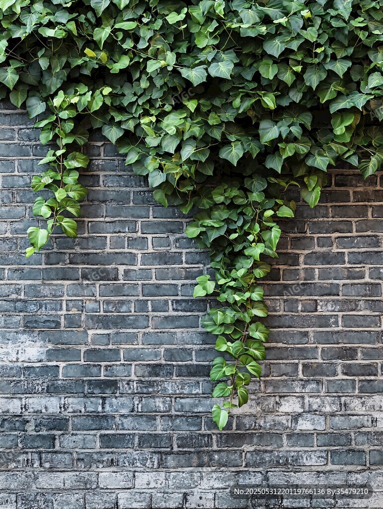 磚墻爬滿翠綠常春藤