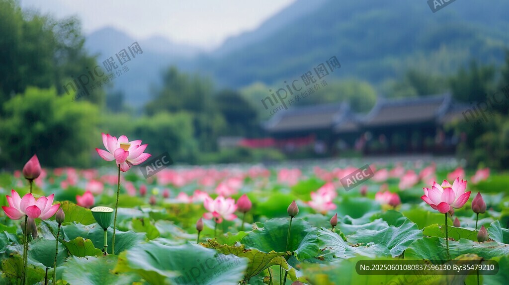 夏日荷田美景